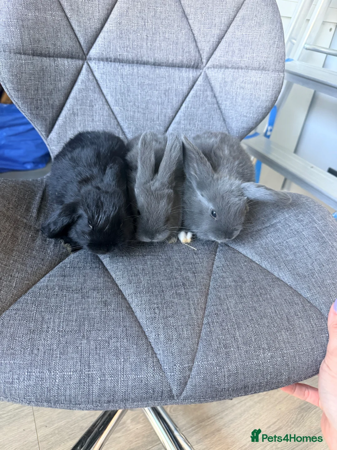 Mini Lop rabbits for sale: Adorable mini lop bunnies! Ready soon! - Advert 1