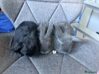 Mini Lop rabbits for sale: Adorable mini lop bunnies! Ready soon! - Advert 1