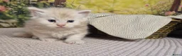 Maine Coon cats for sale: Maine Coon - Advert 13