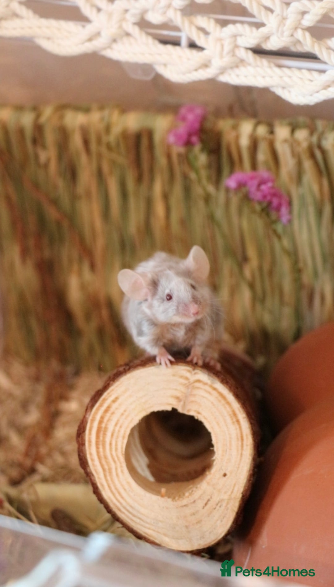 Mouse rodents for sale: 3 female mice with enclosure  - Advert 3