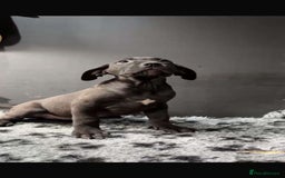 Presa Canario dogs for sale: Presa pups  - Image 2