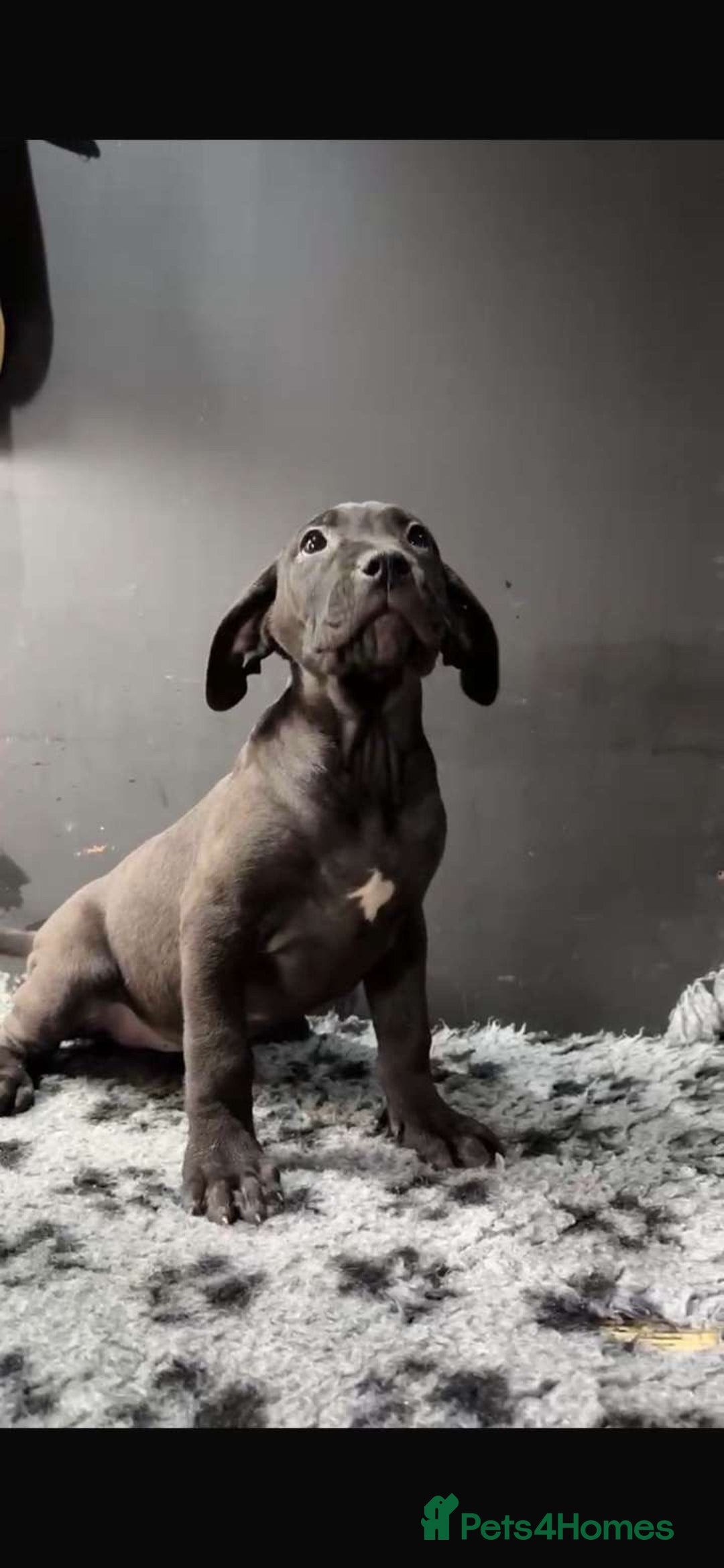 Presa Canario dogs for sale: Presa pups  - Image 2