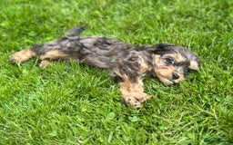 Cavapoo dogs for sale: Top Class Cavapoo pups  - Image 3