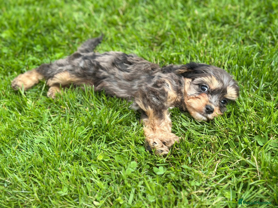 Cavapoo dogs for sale: Top Class Cavapoo pups  - Image 3
