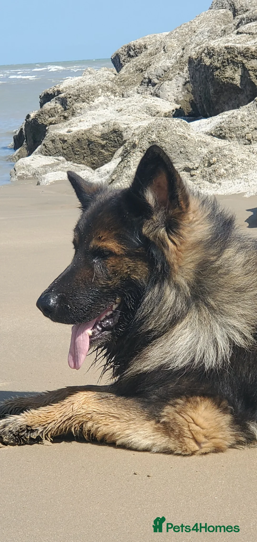 German Shepherd dogs for stud: Absolutely stunning German Shepherd dog in Saint Leonards-on-sea - Advert 2