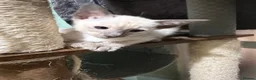 Siamese cats for sale: 5 adorable Siamese kittens available  - Advert 6