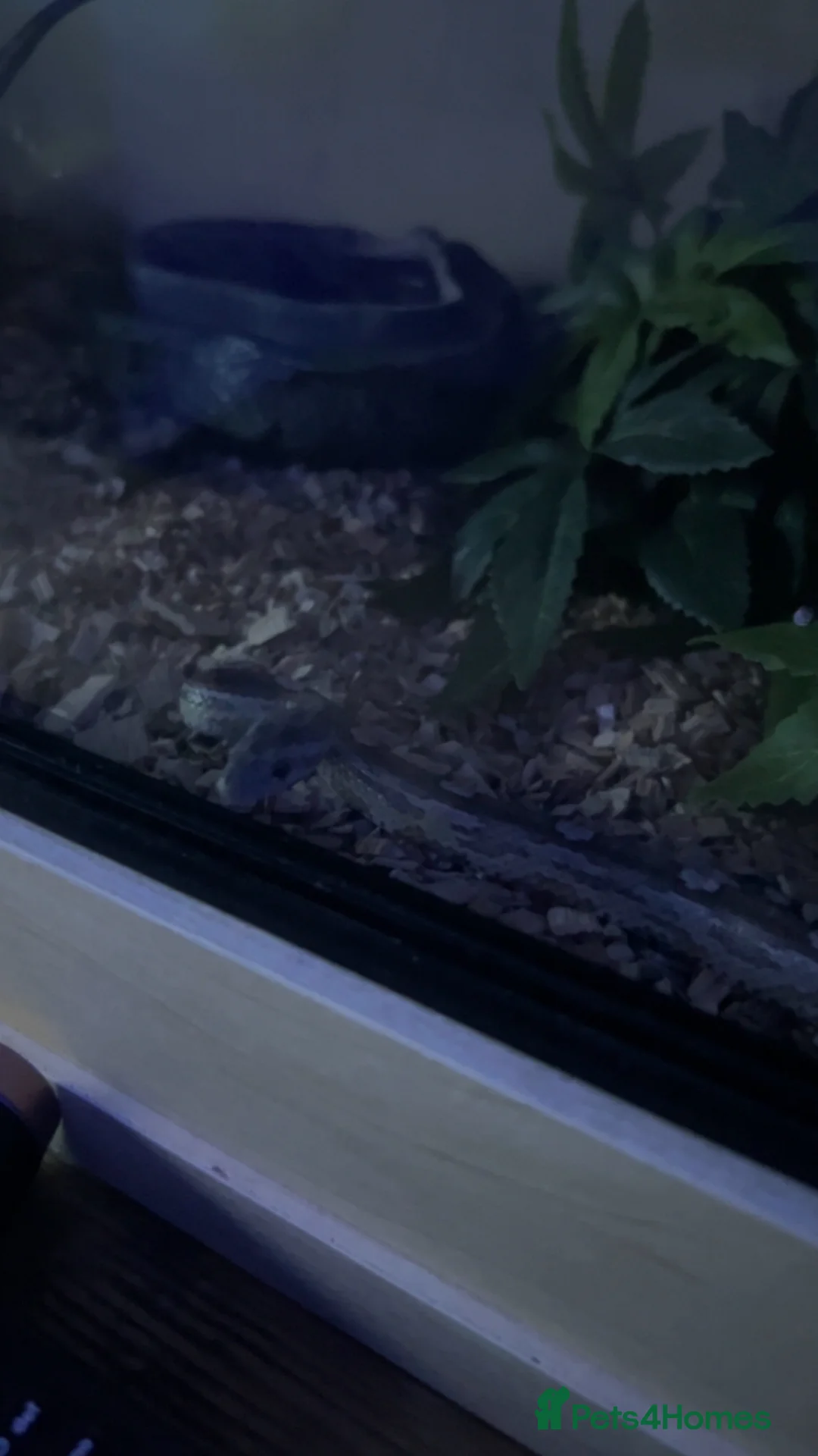 Corn Snake reptiles for sale: year old corn snake in Newton Aycliffe - Advert 2