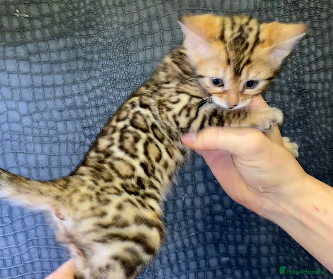 Bengal cats for sale: Top quality pure Bengal kittens available now - Image 14