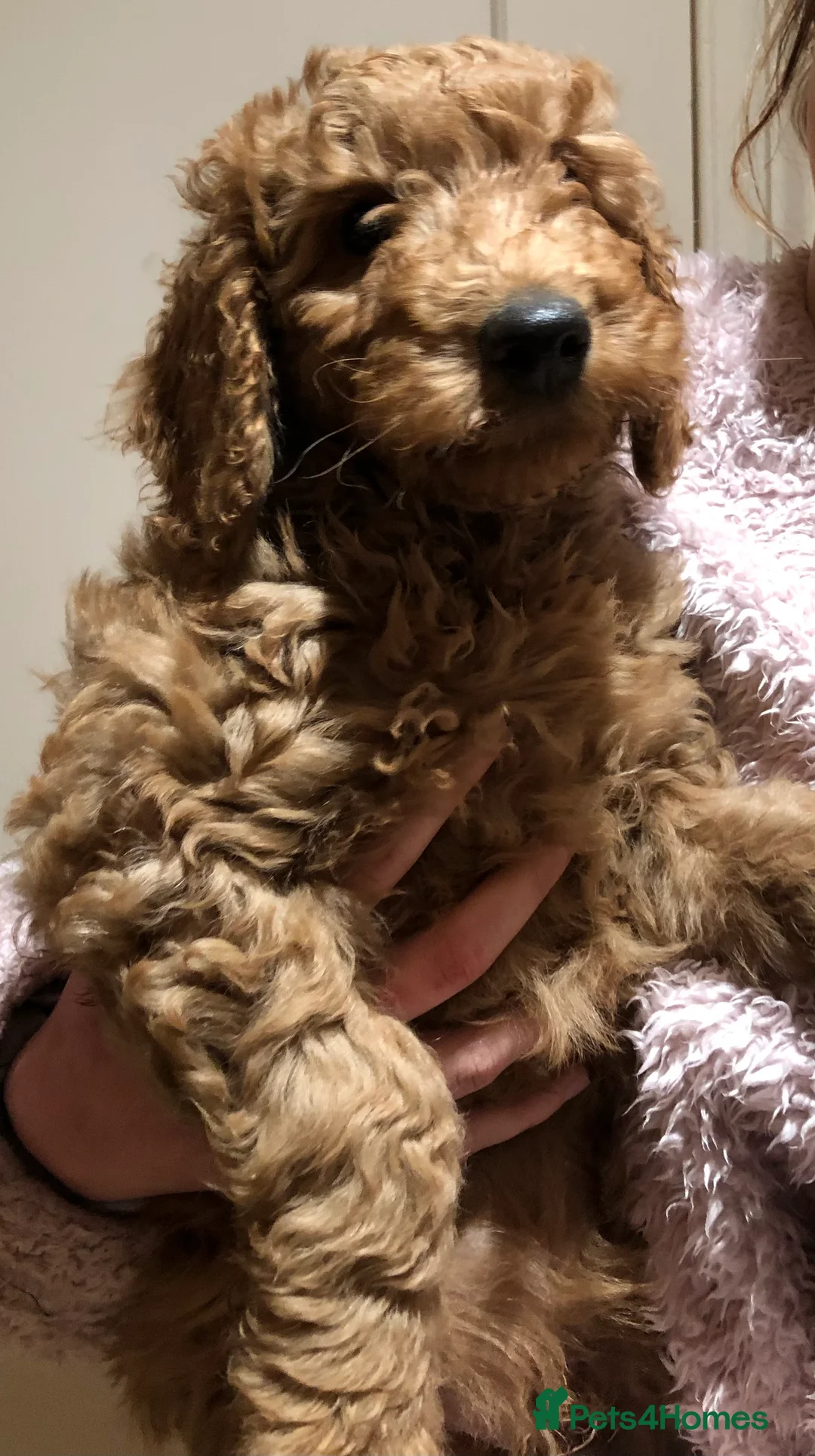 Labradoodle dogs for sale: Gorgeous miniature labradoodles - Advert 11