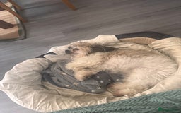 Zuchon dogs for sale: Bichon Frise ** hih Tzu girl, born on 8th Nov 2024 - Image 2