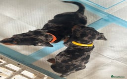 Miniature Dachshund dogs for sale: Beautiful kc registered miniature dachshunds  - Image 17
