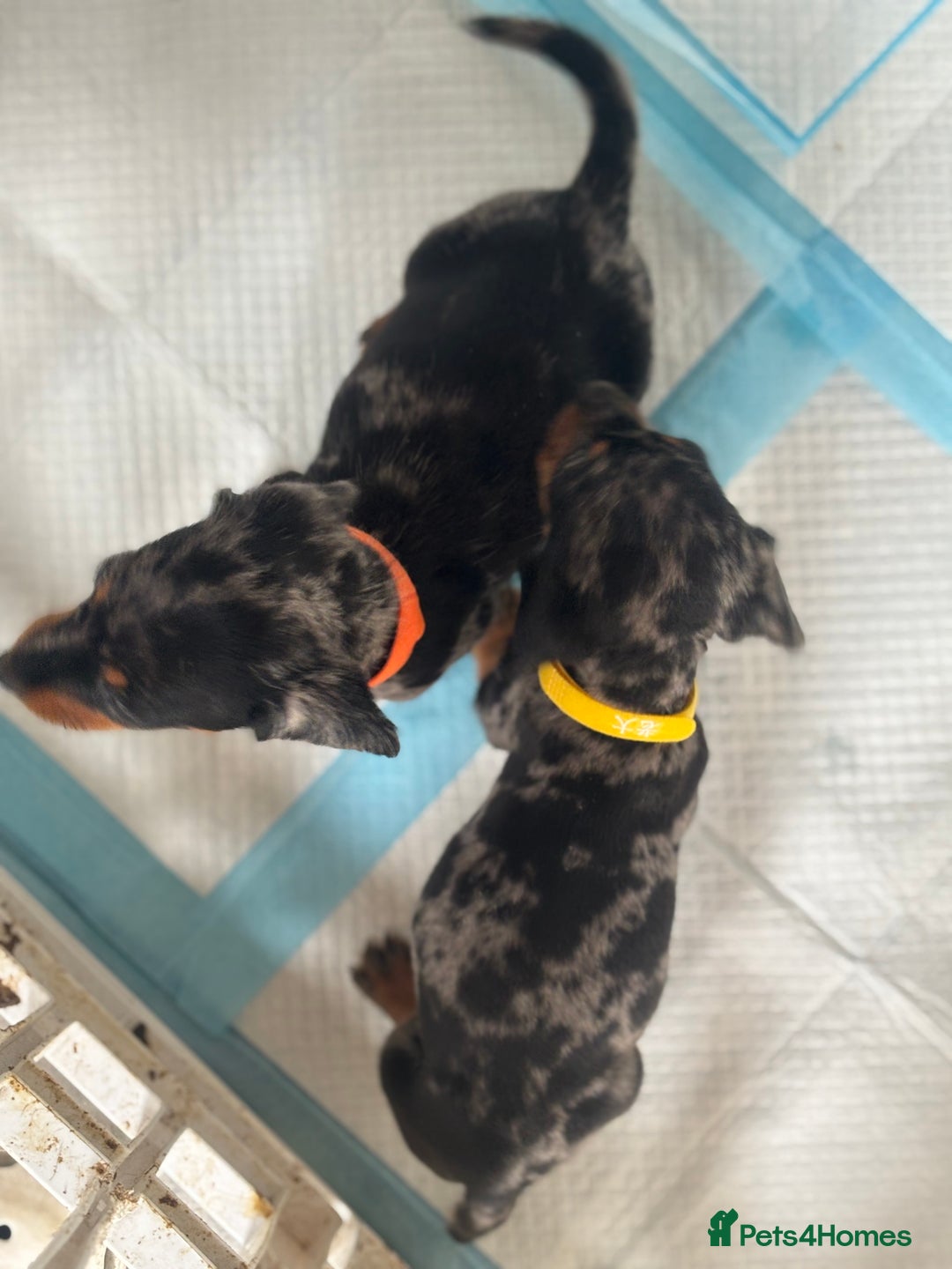 Miniature Dachshund dogs for sale: Beautiful kc registered miniature dachshunds  - Image 17