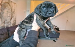 Cane Corso dogs for sale: WORLD CLASS CANE CORSO PUPPIES! 2 Males 4 Females. - Advert 24