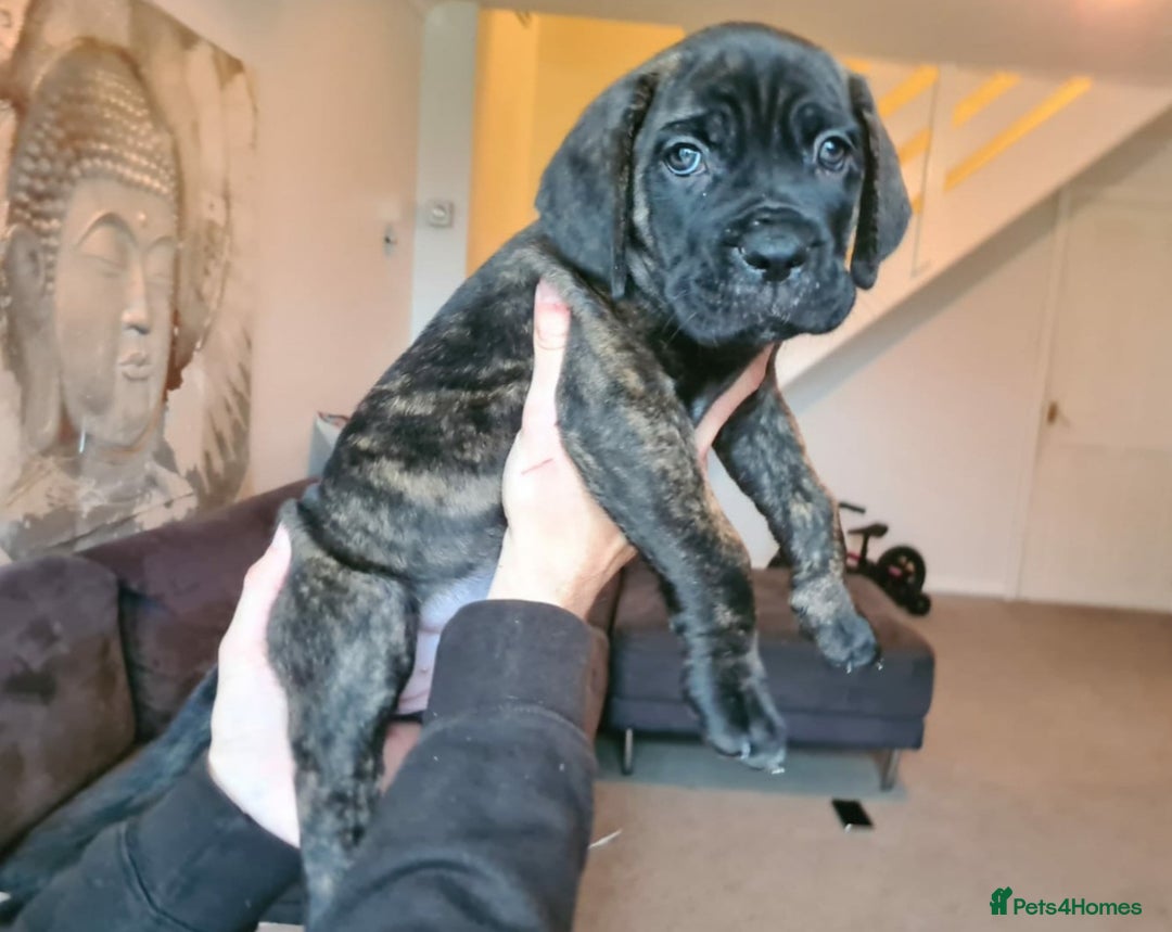 Cane Corso dogs for sale: WORLD CLASS CANE CORSO PUPPIES! 2 Males 4 Females. - Advert 24