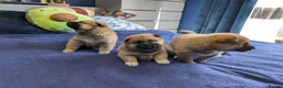 Japanese Shiba Inu dogs for sale: Lovely Shiba Inu Puppies, Ready for home late Aug in Corby - Advert 3