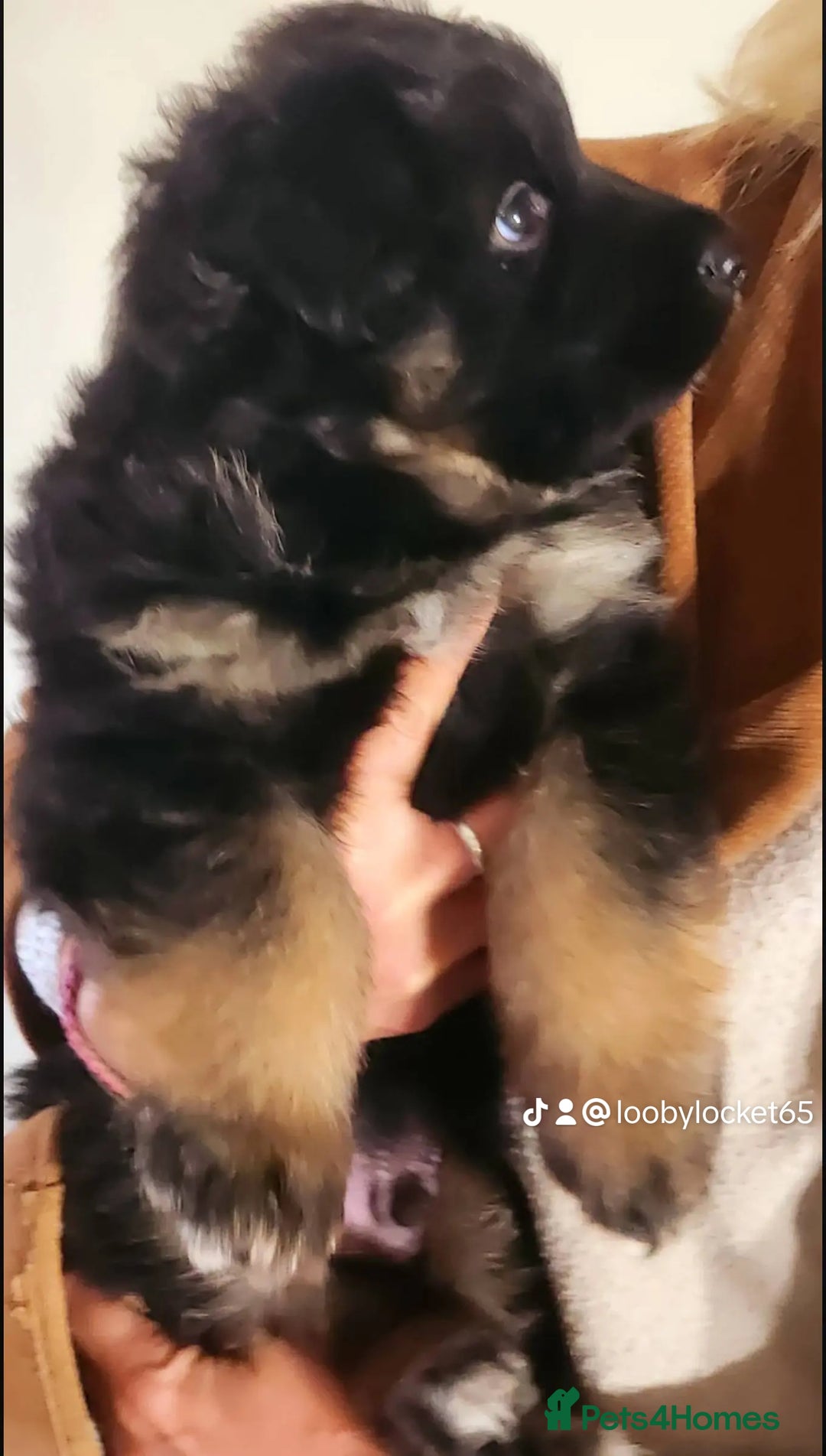 German Shepherd dogs for sale: Beautiful German Shepherd male 9 months - Image 5