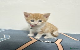 Mixed Breed cats for sale: RARE FEMALE KITTEN *AVAILABLE* - Image 2