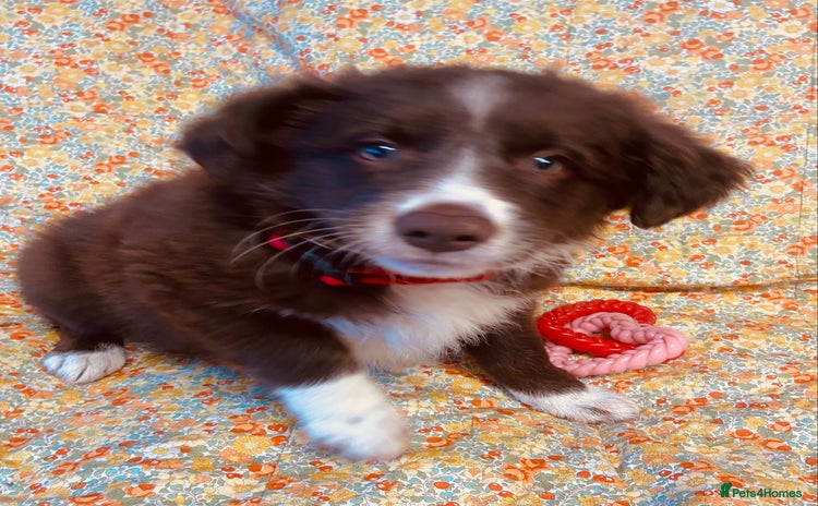 Border Collie dogs - Advert 1