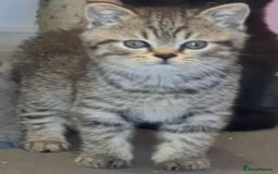 British Shorthair cats for sale:  Ready now. British shorthair kittens  - Image 2