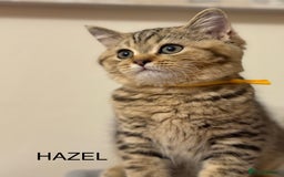 British Shorthair cats for sale: Pedigree|Champion Lines|GCCF Registered| - Image 27
