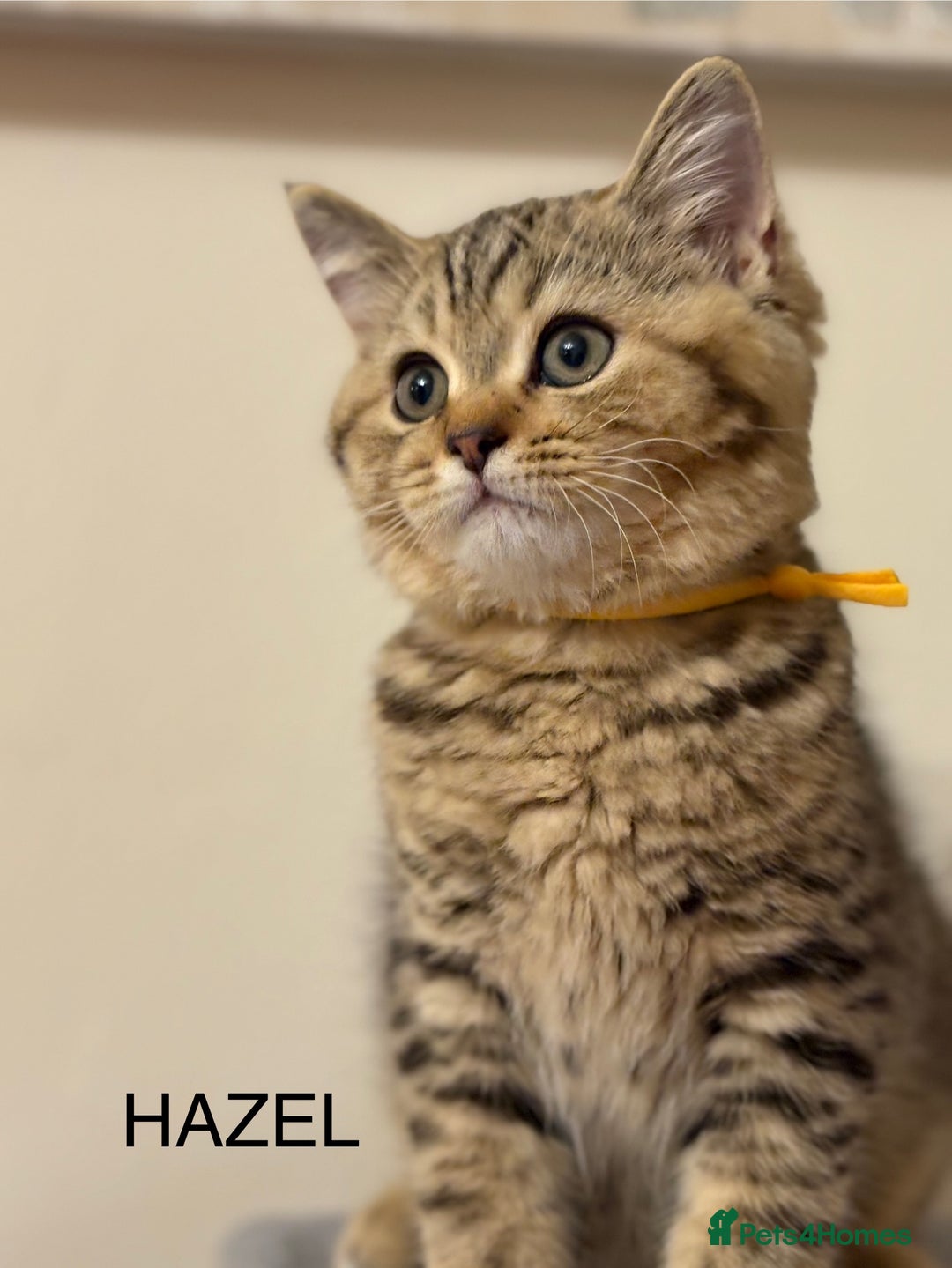 British Shorthair cats for sale: Pedigree|Champion Lines|GCCF Registered| - Image 27