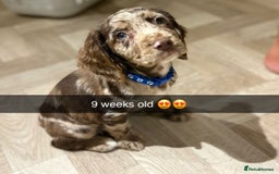 Cocker Spaniel dogs for sale: Cocker spaniel  - Advert 2