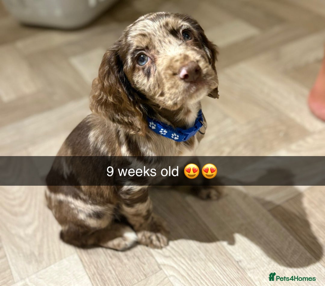 Cocker Spaniel dogs for sale: Cocker spaniel  - Advert 2