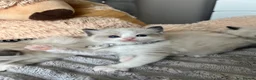 Ragdoll cats for sale: Registered Ragdoll Kittens for sale - Advert 21