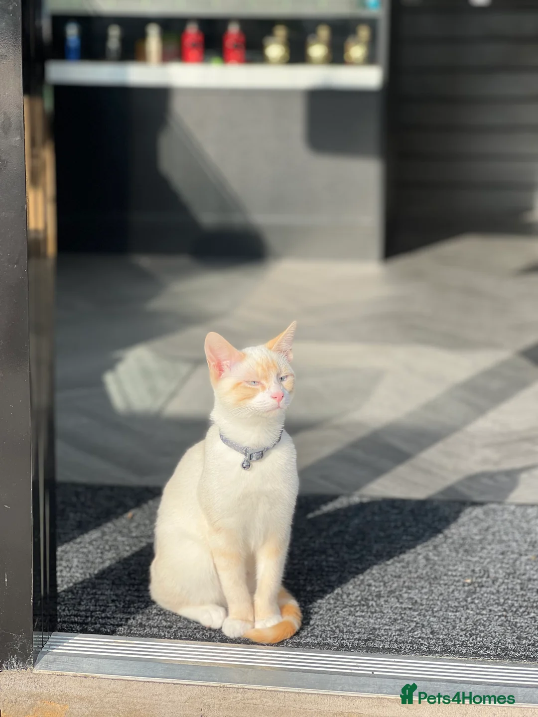 Mixed Breed cats for sale: Mixed Breed Cat  in Preston - Advert 2