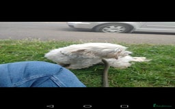 Maltese dogs for sale: Beautiful maltese looking for a retirement home - Image 3