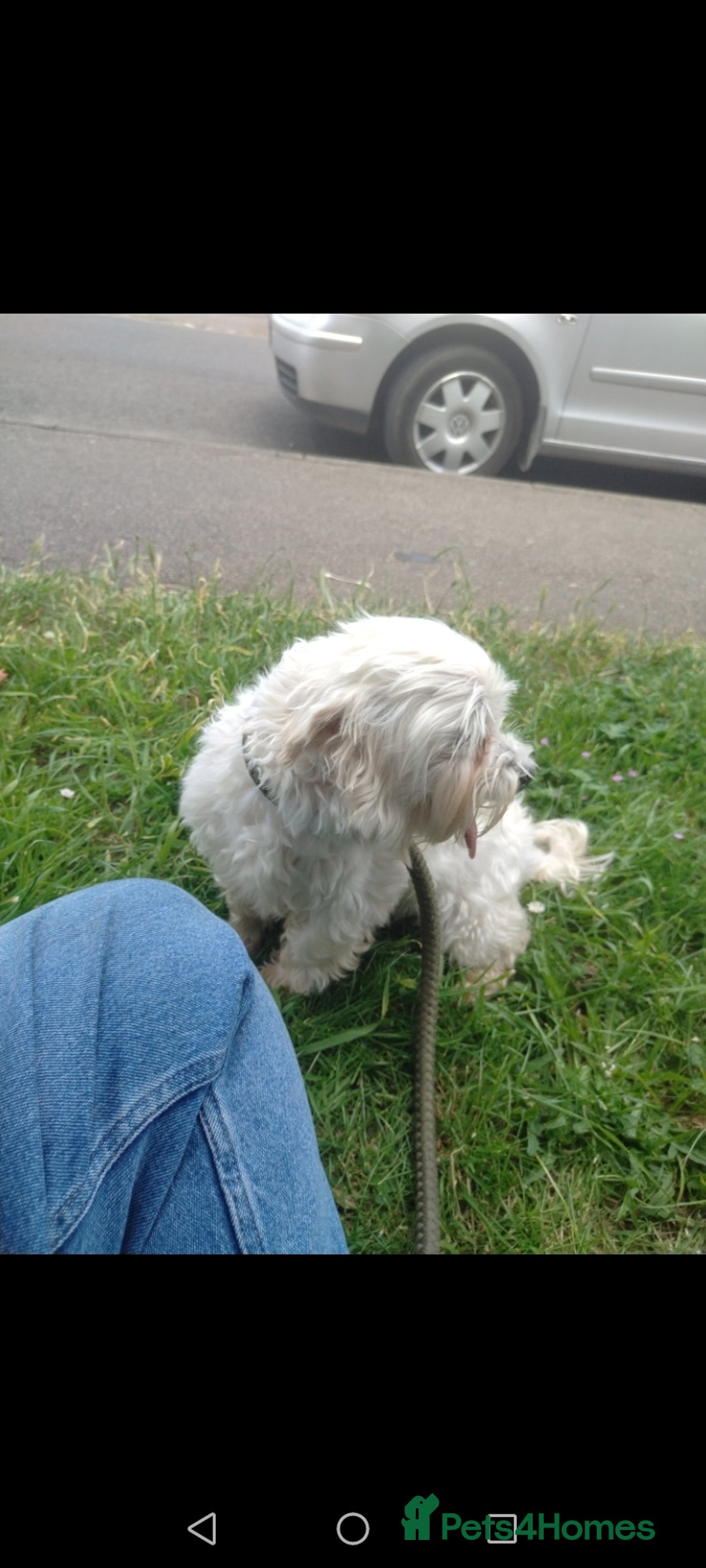 Maltese dogs for sale: Beautiful maltese looking for a retirement home - Image 3