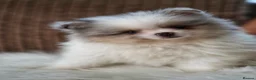 Pomeranian dogs for sale: Unique Boy with Blue Eyes - Advert 10
