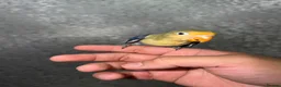 Lovebirds birds for sale: Baby lovebirds - Advert 5