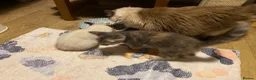 Mixed Breed cats for sale: Mixed kittens  - Advert 3