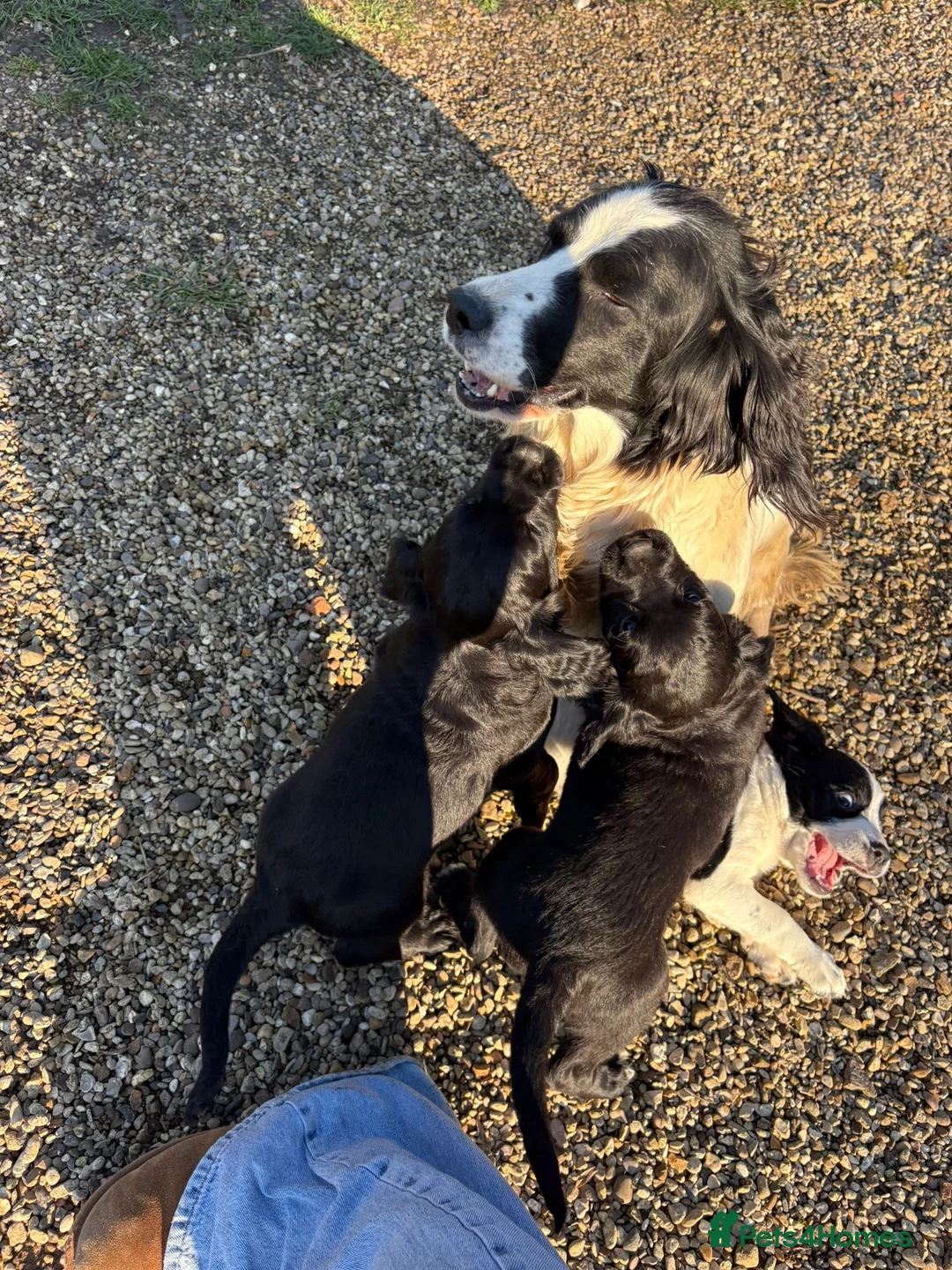 Springador dogs for sale: Springador puppies  in Leicester - Advert 2