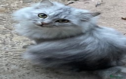 Persian cats for sale: Persian chinchilla and ragdoll X for sale - Image 7