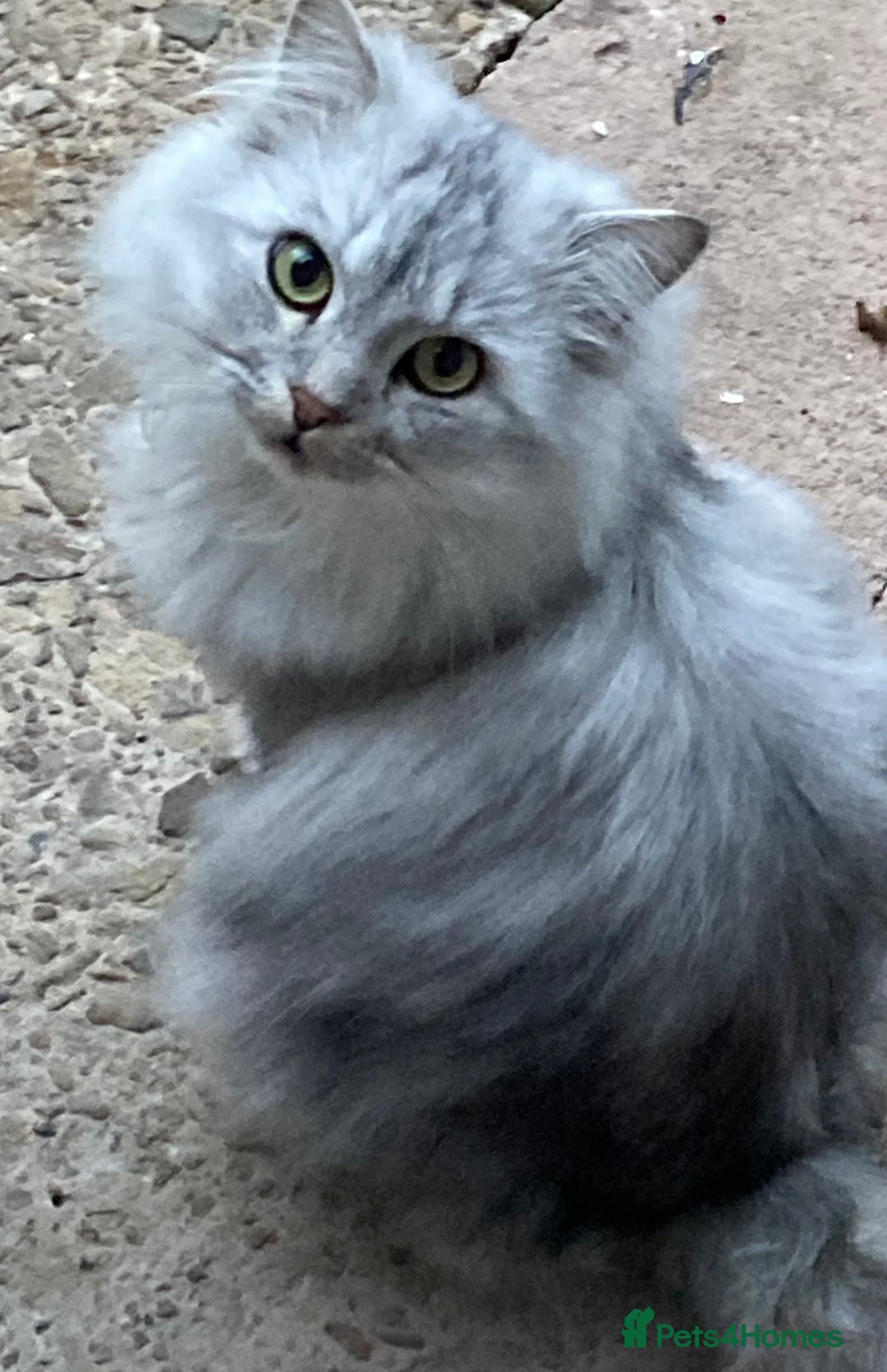 Persian cats for sale: Persian chinchilla and ragdoll X for sale - Image 7