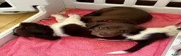 Mixed Breed dogs for sale: Woody & Jessie  - Advert 3