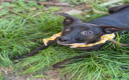 Mixed Breed dogs for adoption: 🐶💖 MOLLY 💖🐶 - Image 7