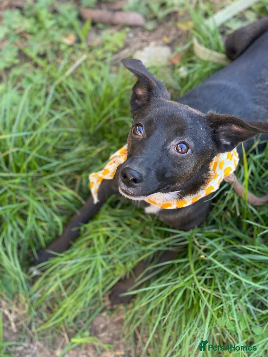 Mixed Breed dogs for adoption: 🐶💖 MOLLY 💖🐶 - Image 7