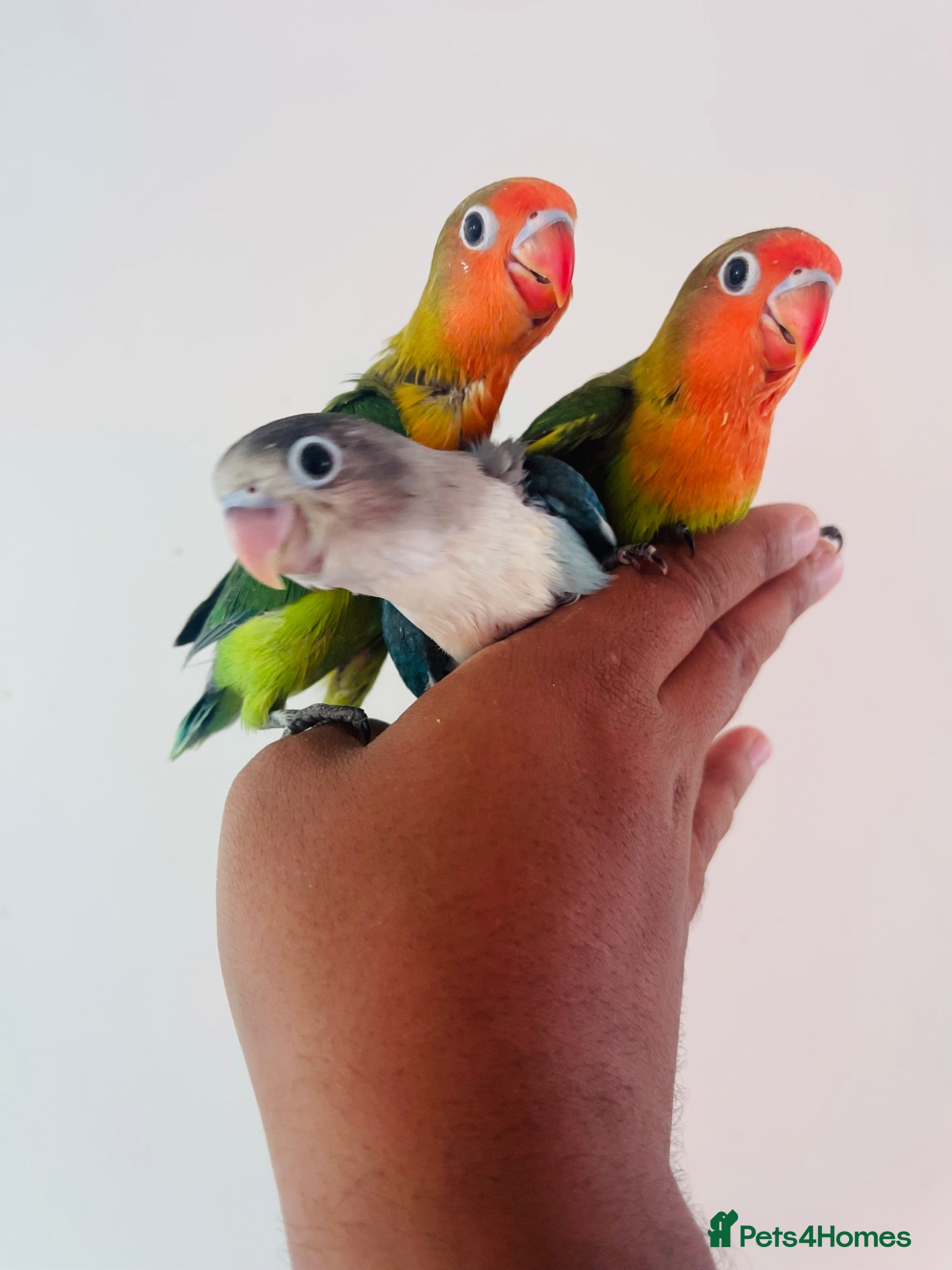 Lovebirds birds Hand reared lovebirds for sale  - Advert 1