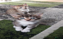 Mixed Breed cats for sale: Kittens for sale - Image 15