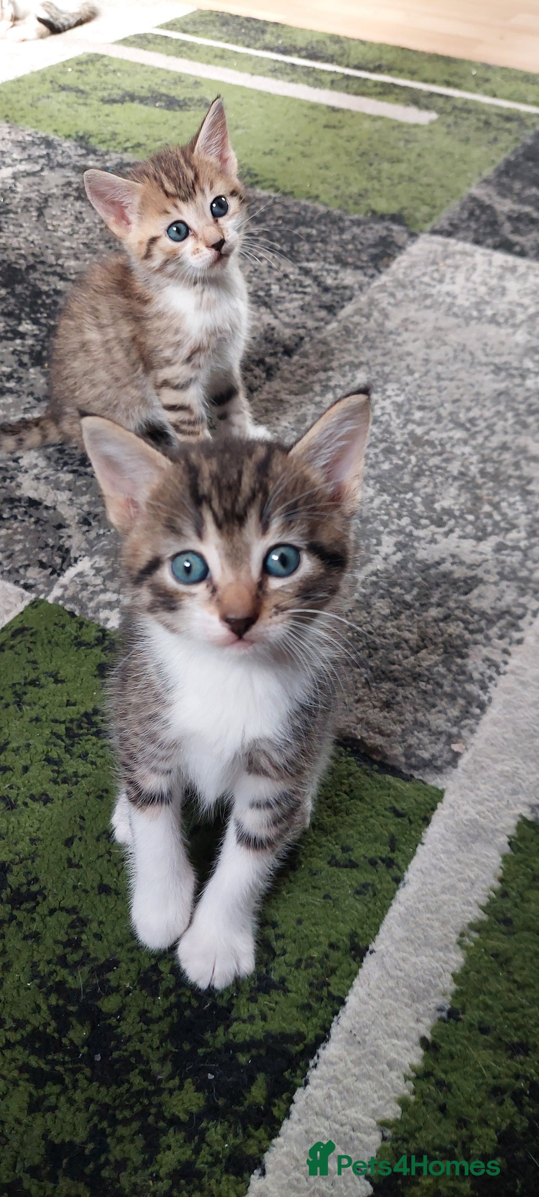 Mixed Breed cats for sale: Kittens for sale - Image 15