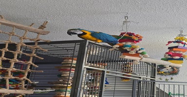 Macaws birds - Advert 4