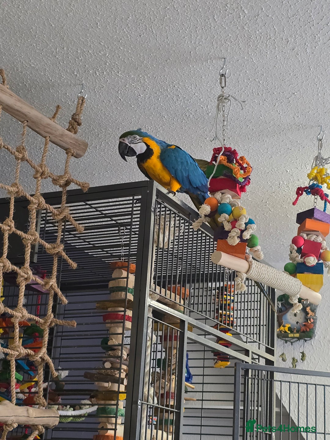 Macaws birds for sale: Female BNG MAcaw - Image 3