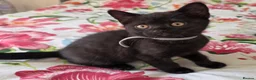 British Shorthair cats for sale: British shorthair kittens - Advert 7
