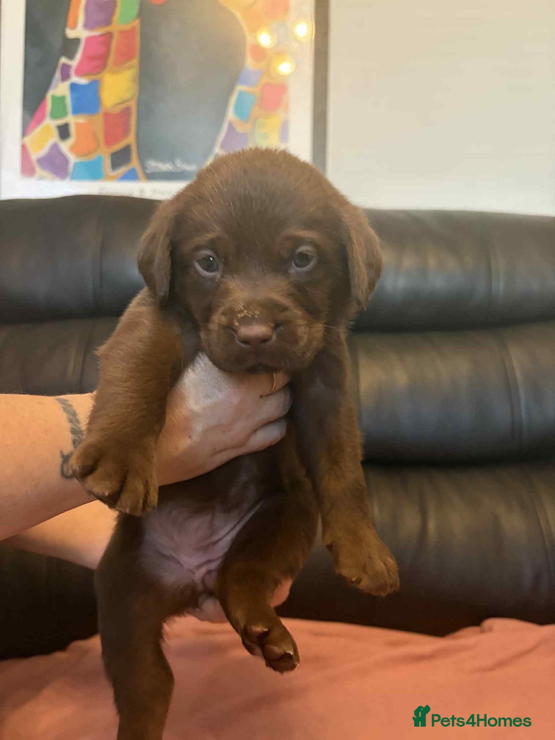 Labrador Retriever dogs for sale: Beautiful KC registered labrador puppies  - Advert 9