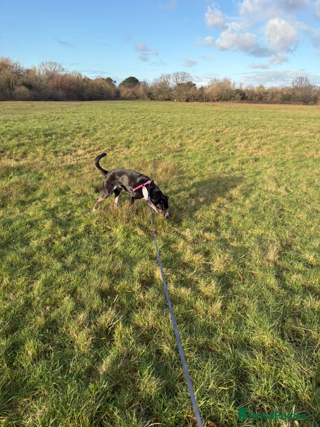 Mixed Breed dogs for sale: 3 year old girl - Advert 7