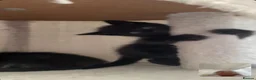 Ragamese cats for sale: Ragameze  - Advert 24