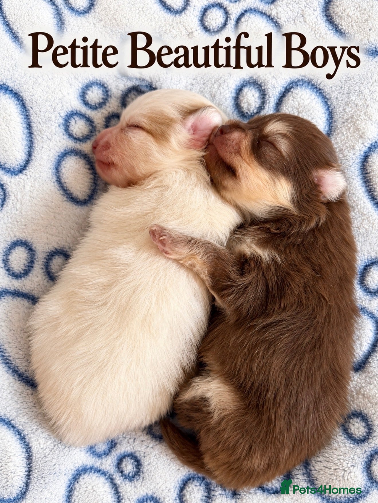 Pomeranian dogs Two Stunning Petite Pomeranian Babies  - Advert 16